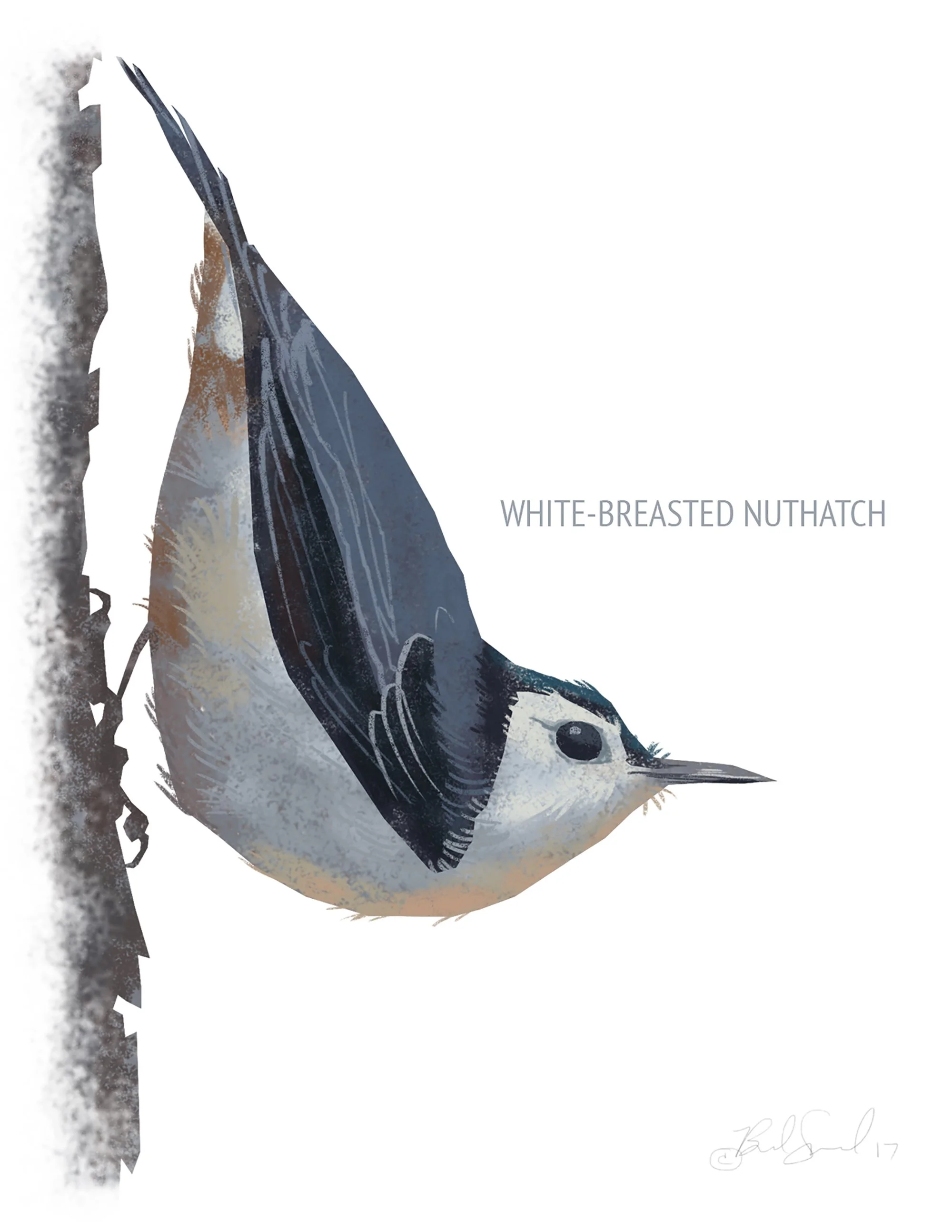 Blank Note Card Set, Backyard Birds Collection 1 — Brad Sneed